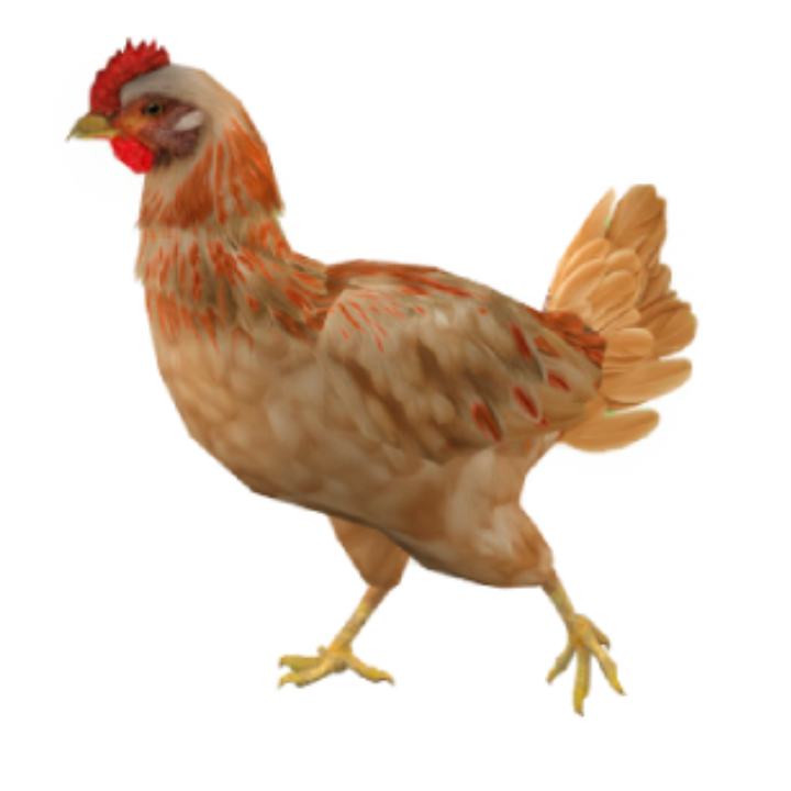 Light Brown Chicken