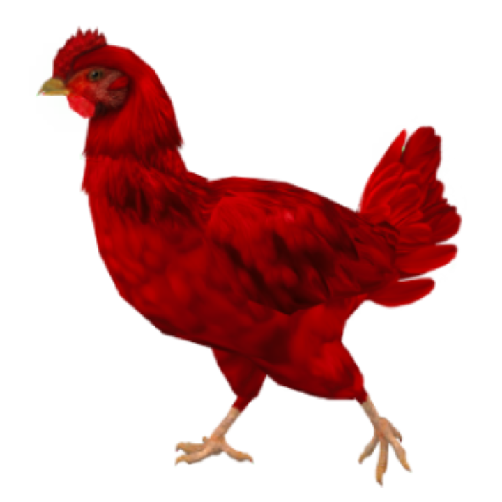 Red25R chicken skin