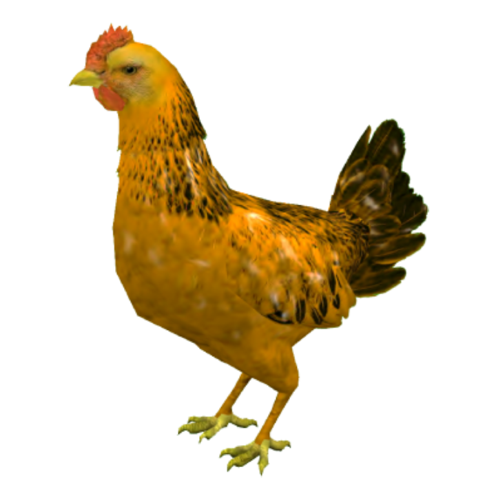 Yellow chicken skin